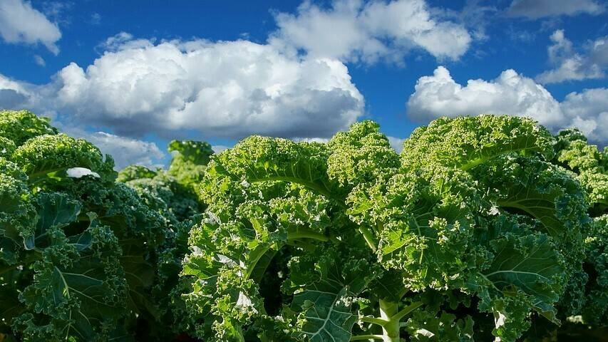 eat-2865208_960_720|23761_modal